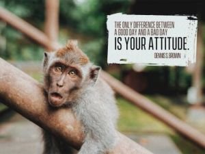 Your Attitude